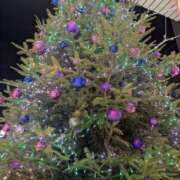 ヒメ日記 2025/12/14 11:30 投稿 さつき 美熟女倶楽部Hip's 春日部店