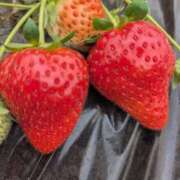 ヒメ日記 2026/02/23 19:42 投稿 さつき 美熟女倶楽部Hip's 春日部店