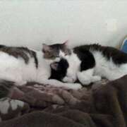 ヒメ日記 2026/02/11 23:03 投稿 宮咲みらい すべりん棒シャンプー娘。（横浜ハレ系）