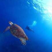 あや ありがとうございます 熟女総本店 日本橋ミナミエリア店