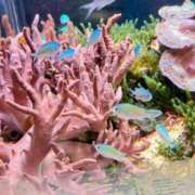 ヒメ日記 2026/01/20 03:20 投稿 あや 熟女総本店 日本橋ミナミエリア店