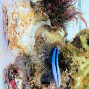 ヒメ日記 2026/01/25 21:46 投稿 あや 熟女総本店 日本橋ミナミエリア店