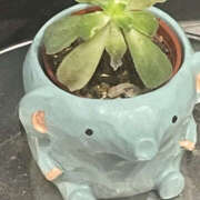 ヒメ日記 2025/12/04 19:31 投稿 リリ LOVE(小名浜)