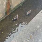 ヒメ日記 2026/03/22 09:50 投稿 リリ LOVE(小名浜)