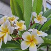 ヒメ日記 2025/11/21 19:08 投稿 かよ 白いぽっちゃりさん五反田店