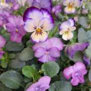 ヒメ日記 2025/11/27 06:32 投稿 かよ 白いぽっちゃりさん五反田店