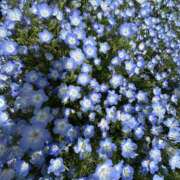 ひめか ネモフィラみつけました!! 横浜ミセスアロマ（ユメオト）