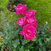 ヒメ日記 2026/01/31 01:10 投稿 くるみ セレブクエスト-Kawagoe-