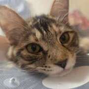 ヒメ日記 2026/02/16 12:41 投稿 あきな 丸妻 横浜本店