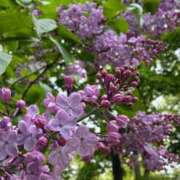 ヒメ日記 2026/05/18 06:12 投稿 桜井　あいこ リラクゼーションサロン　le Cocon～ルココン～
