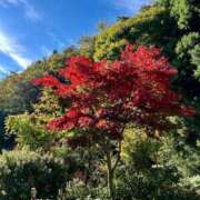 ヒメ日記 2025/11/24 07:39 投稿 あきほ 出会い系人妻ネットワーク 上野〜大塚編