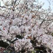 ヒメ日記 2026/03/30 21:34 投稿 奥田あお 池袋パラダイス