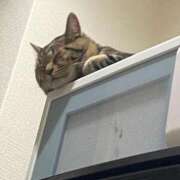 ヒメ日記 2025/12/09 03:40 投稿 ♡とも♡ Newビビアン＆ガールズコレクション