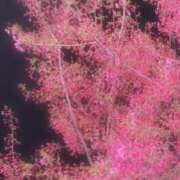 ヒメ日記 2026/03/27 07:34 投稿 香里奈 出会い系人妻ネットワーク錦糸町～小岩編