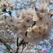 ヒメ日記 2026/03/30 08:56 投稿 あんじゅ 香川高松ちゃんこ