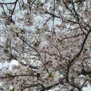 ヒメ日記 2026/04/23 06:29 投稿 あんじゅ 香川高松ちゃんこ
