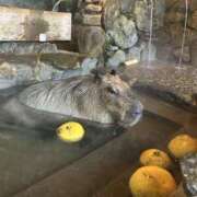 みさき 11/29,11/30 みこすり半道場 大阪店