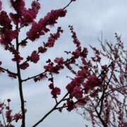 ヒメ日記 2026/02/25 16:30 投稿 みさき みこすり半道場 大阪店