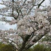 みさき もうすぐ満開🌸 みこすり半道場 大阪店