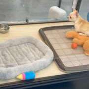 ヒメ日記 2025/12/10 11:13 投稿 まゆか with SPA (ウィズスパ)