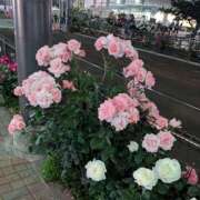 ヒメ日記 2026/05/09 00:06 投稿 真島 誘惑マル秘ミセス