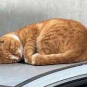 星奈果凛(ほしなかりん) プロのカメラマンさんと初の撮影♡ 九州熟女　熊本店