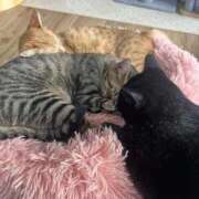 しゅり 🙇‍♀️ ベイキュート