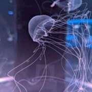 ヒメ日記 2025/12/28 23:42 投稿 しゅり ベイキュート