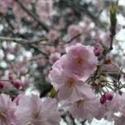 ヒメ日記 2026/03/30 21:29 投稿 さゆり セレブクエスト-Kawagoe-