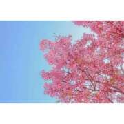 ヒメ日記 2026/04/08 18:34 投稿 【小春 なの】 梅田ムチSpa女学院