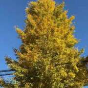 ヒメ日記 2025/11/22 08:24 投稿 ゆうき 厚木人妻城