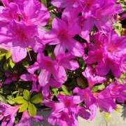 あかりさん こんにちは😃 鶯谷のデリヘル桃山