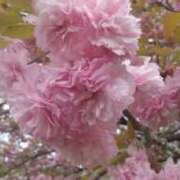 ヒメ日記 2026/02/02 14:20 投稿 まりか 奥様特急新潟店