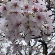 ヒメ日記 2026/04/03 12:56 投稿 つきみ 熟女家 ミナミエリア店