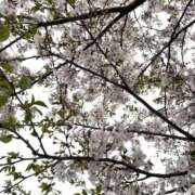 ヒメ日記 2026/04/07 12:53 投稿 ここ FAIRY Fukuoka Nakasu