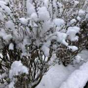 ヒメ日記 2026/02/08 11:57 投稿 菱川(ひしかわ) 人妻出逢い会 百合の園 山の手本店