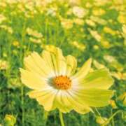 小西（こにし） おはようございます 熟女の風俗最終章 大宮店