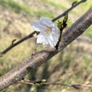 ヒメ日記 2026/03/30 12:43 投稿 アリサ ミセスClub