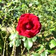 らら しゅっきーん👸💞 マリアージュ熊谷