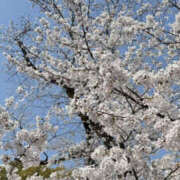 ヒメ日記 2026/03/29 12:05 投稿 みな 彼女の部屋本店