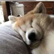 ヒメ日記 2026/01/13 13:07 投稿 ぼたん 宮崎ちゃんこ中央通店