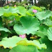 ヒメ日記 2026/08/14 10:34 投稿 こなつ 池袋おかあさん