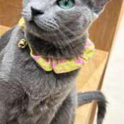 ヒメ日記 2026/01/20 10:13 投稿 もあな・SP やまとなでしこ桜組