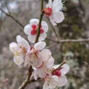 ヒメ日記 2026/03/23 11:25 投稿 わこ 熟女家 東大阪店（布施・長田）