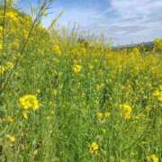 ヒメ日記 2026/04/08 10:15 投稿 わこ 熟女家 東大阪店（布施・長田）