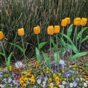 ヒメ日記 2025/11/22 03:55 投稿 乙葉(おとは) 渋谷蘭の会