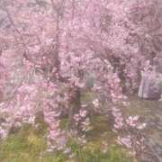 ヒメ日記 2025/11/30 14:50 投稿 乙葉(おとは) 渋谷蘭の会