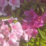 ヒメ日記 2025/12/02 21:25 投稿 乙葉(おとは) 渋谷蘭の会