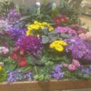 ヒメ日記 2025/12/07 15:25 投稿 乙葉(おとは) 渋谷蘭の会