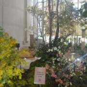 ヒメ日記 2025/12/17 22:49 投稿 乙葉(おとは) 渋谷蘭の会